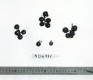 FRUIT